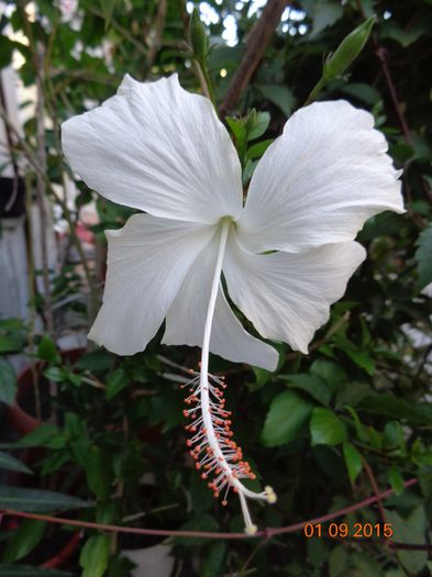 DSC01924 - Fijian Hibiscus - Dainty White