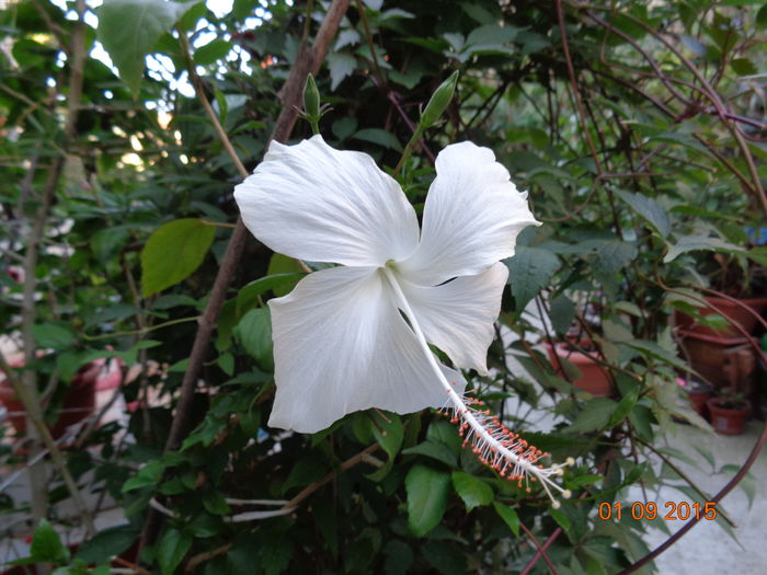 DSC01926 - Fijian Hibiscus - Dainty White