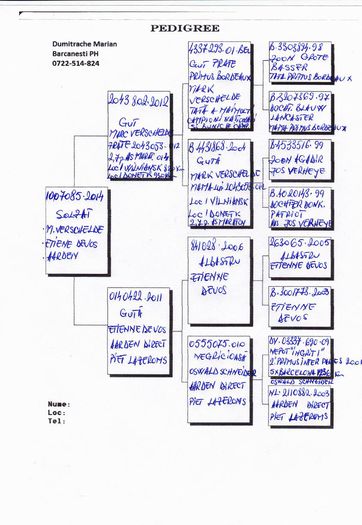 Dumitrache-Marian-RO-1007085-2014-pedigree(1)