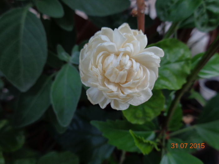 jasmin grand duke - 00 Culoare-gingasie-parfum 2014-2015