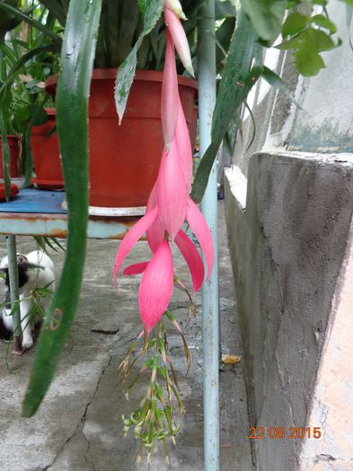 Billbergia nutans - 00 Culoare-gingasie-parfum 2014-2015