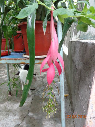 DSC01857 - 00 Culoare-gingasie-parfum 2014-2015