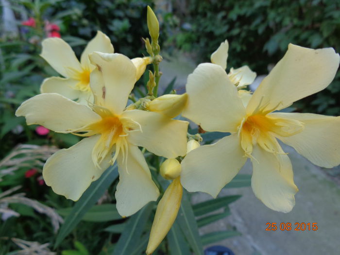 DSC01876 - 00 Culoare-gingasie-parfum 2014-2015