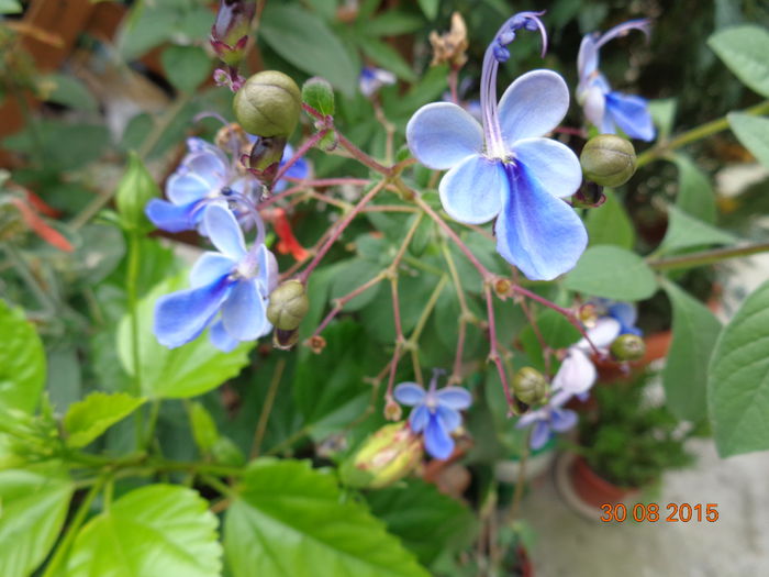 DSC01895 - 00 Culoare-gingasie-parfum 2014-2015