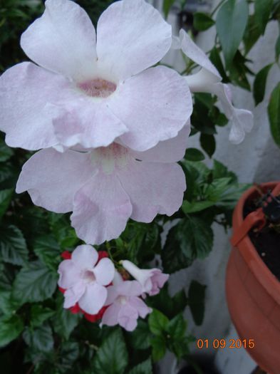 nu e ca in poze, nu e parfumata cum am auzit dar...e deosebita