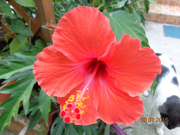 DSC01779 - Hibiscus coccineus