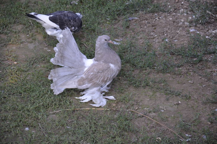 . - Porumbei-amintiri