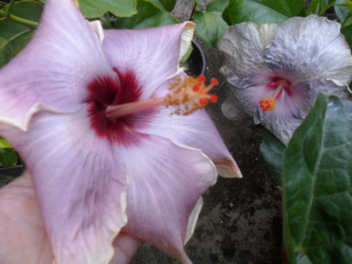 SAM_9317 - hibiscusi 2015-6