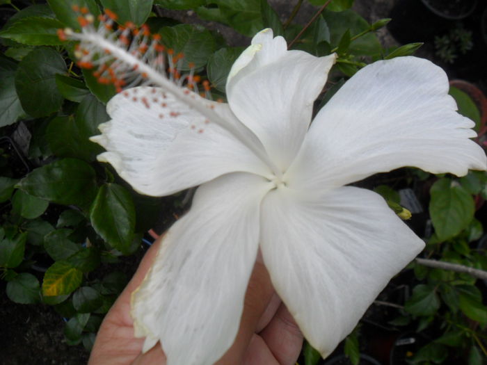 SAM_9328 - hibiscusi 2015-6