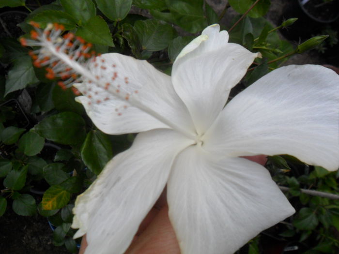 SAM_9329 - hibiscusi 2015-6