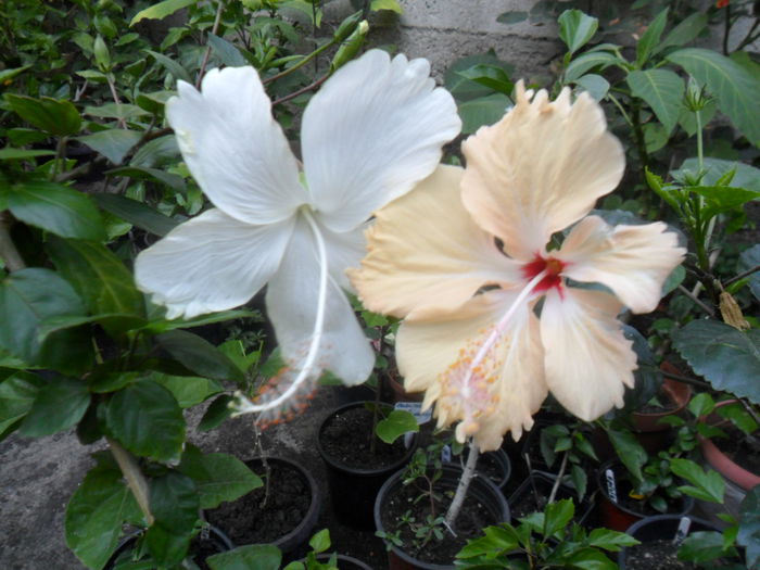 SAM_9331 - hibiscusi 2015-6