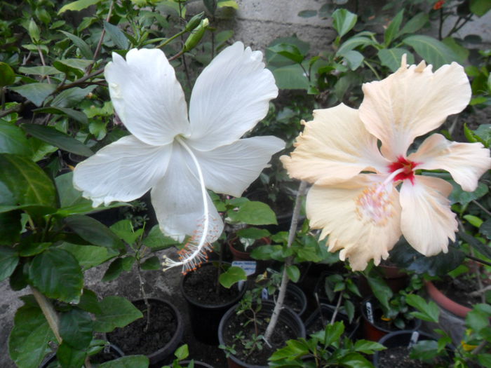 SAM_9332 - hibiscusi 2015-6