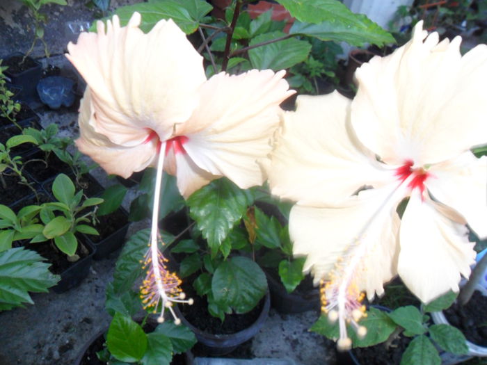 SAM_9333 - hibiscusi 2015-6