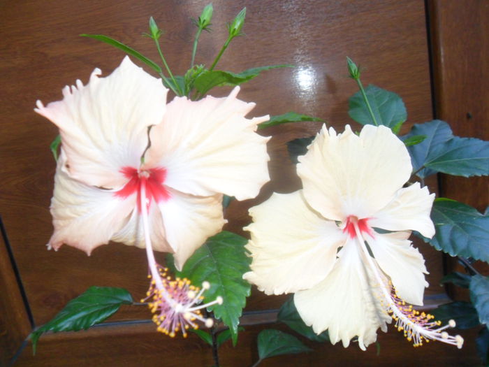 SAM_9341 - hibiscusi 2015-6
