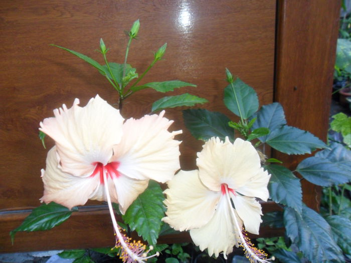 SAM_9342 - hibiscusi 2015-6