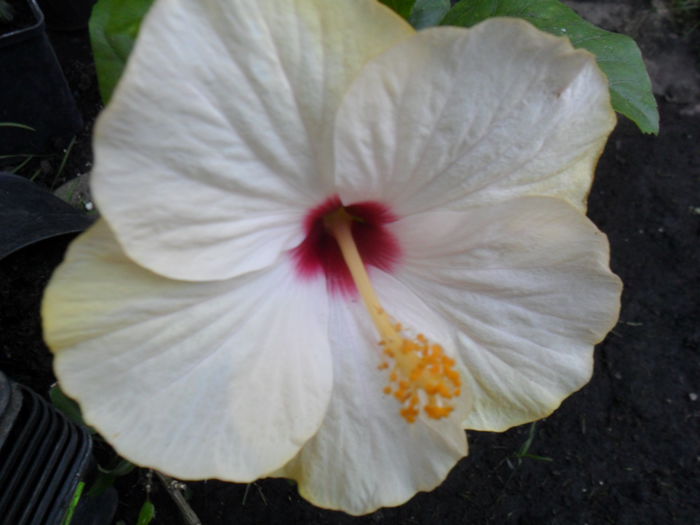 SAM_9343 - hibiscusi 2015-6