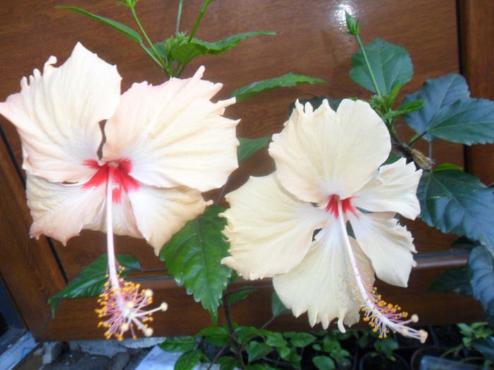 SAM_9345 - hibiscusi 2015-6