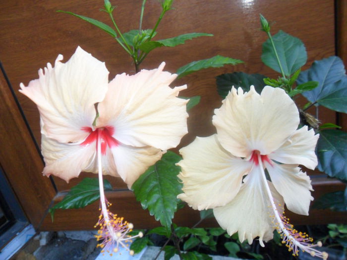 SAM_9346 - hibiscusi 2015-6