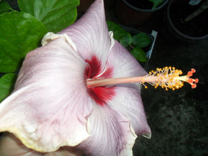 SAM_9348 - hibiscusi 2015-6