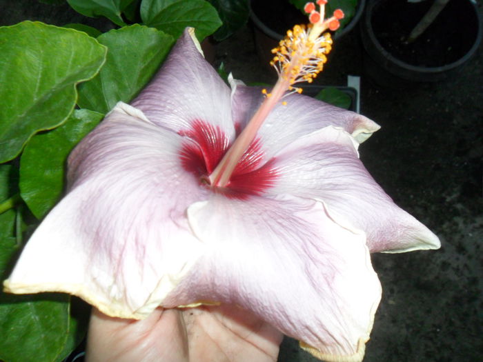 SAM_9349 - hibiscusi 2015-6