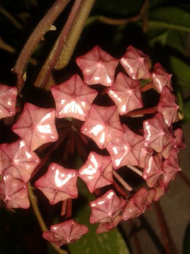 20150901_221925 - pubicalyx silver pink