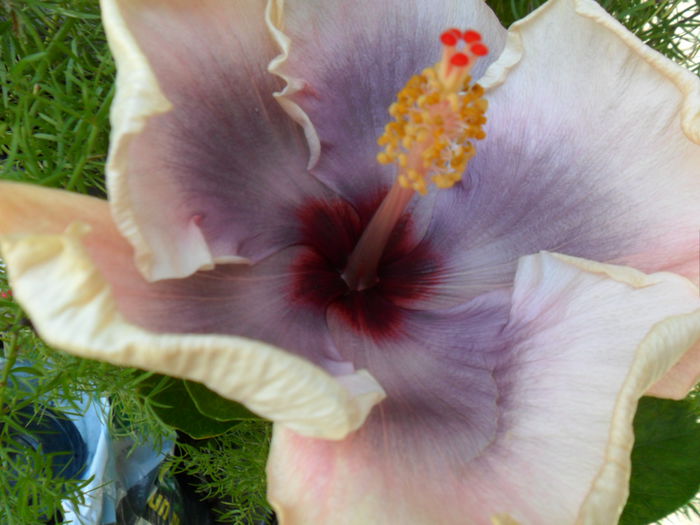 SAM_9018 - anna lynn