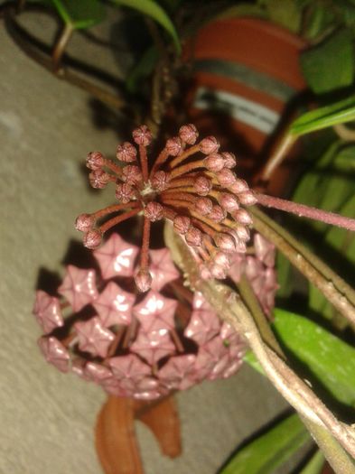 20150901_221855 - pubicalyx silver pink