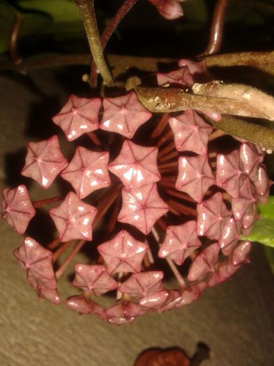 20150901_221848 - pubicalyx silver pink
