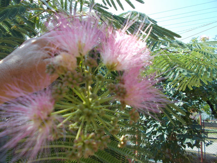  - SEMINTE SALCAM DE MATASE - ALBIZIA JULIBRISSIN