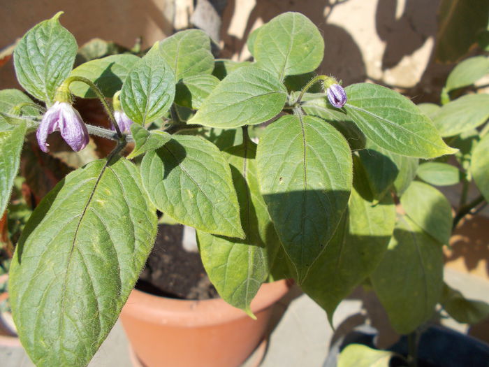 Roccoto in primul an - SEMINTE ARDEI IUTE ROCOTO - PEREN - AI 03