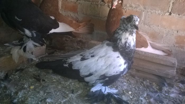 WP_20150901_005 - Pui 2015