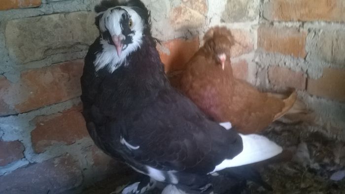 WP_20150901_006 - Pui 2015