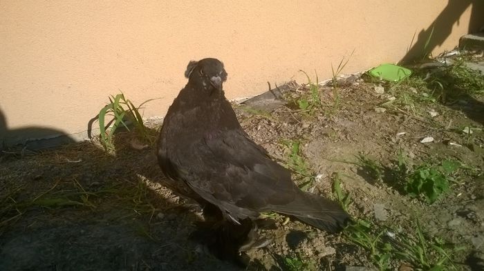 WP_20150901_007 - Pui 2015