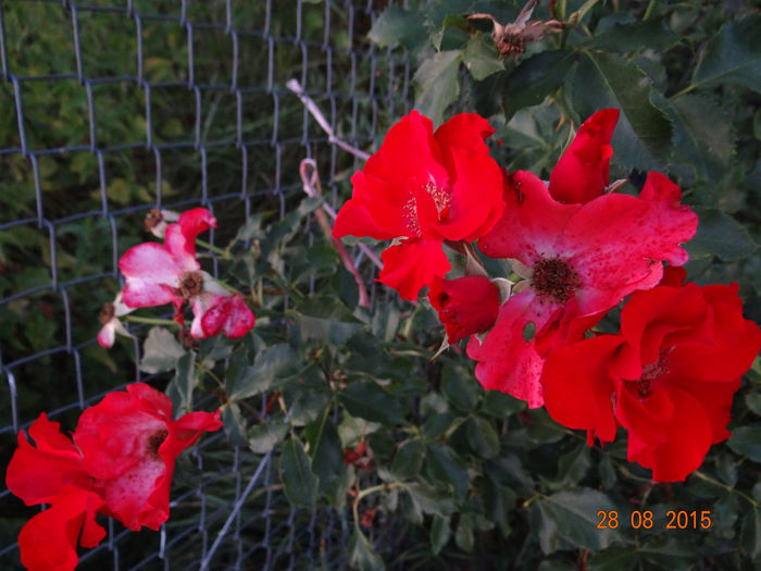 alt florifer neobosit
