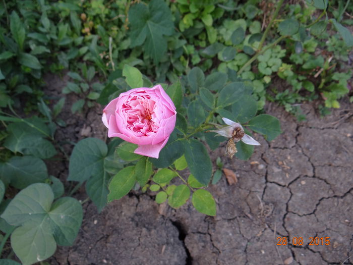 doar o floare, pe rand