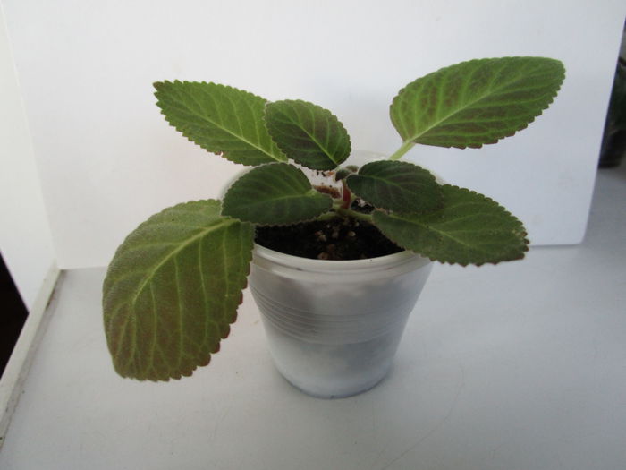 Venok Fei(2-09-2-15) - Streptocarpusi