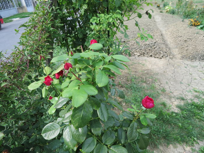 IMG_3992 - Alain Souchon 2015