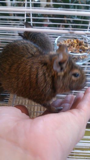 10351747_10203997804238769_7717624349426065975_n - Veverite Degu