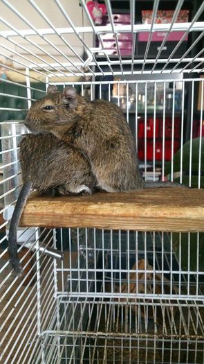 10386313_10204485725396493_6447983218665067248_n - Veverite Degu