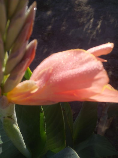 Cana indica roz - CANA Indica si alte flori de vanzare 2015