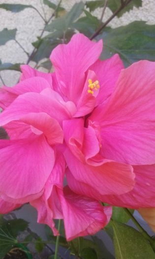 20150902_112107 - Hibi Dianthoides Pink