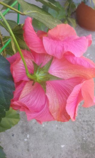 20150902_112139 - Hibi Dianthoides Pink