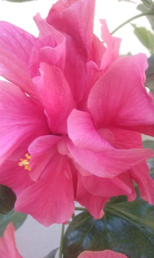 20150902_112706 - Hibi Dianthoides Pink