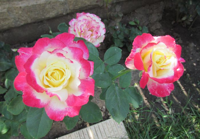 Double Delight