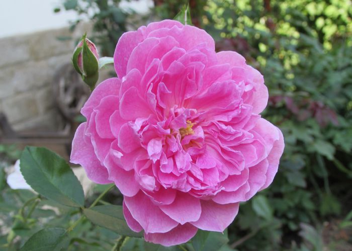 Harlow Carr - 2015 trandafiri _VI