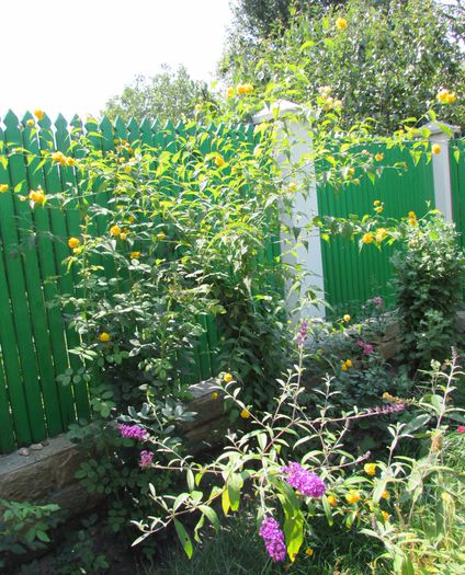 28 august - 2015 plantele mele - III