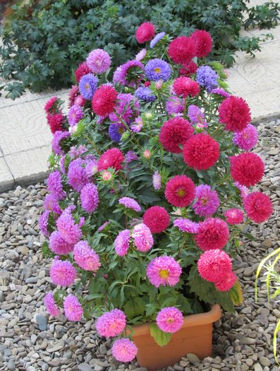 (callistephus chinensis) - 2015 plantele mele - III