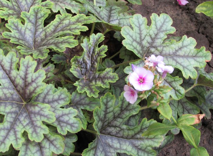 heucherella_tapestry - 2015 plantele mele - III