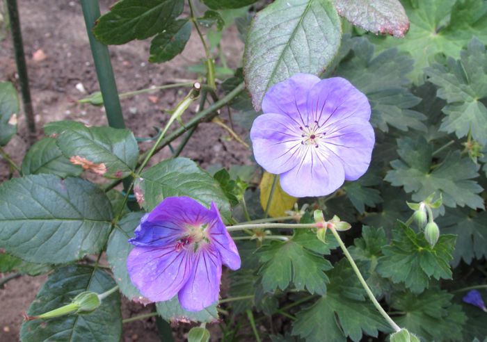 28 aug, geranium rozanne