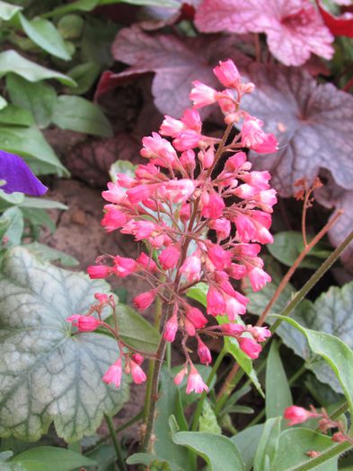 28 august - 2015 plantele mele - III